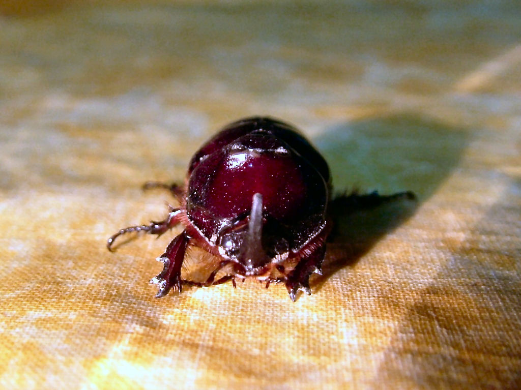 Visita a domicilio: Oryctes nasicornis